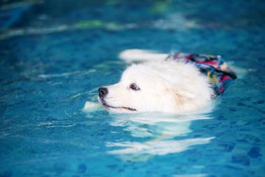 Samoyed yüzme havuzunda yüzer, köpek yüzer, tüylü köpek, beyaz köpek