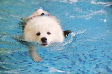 Samoyed yüzme havuzunda yüzer, köpek yüzer, tüylü köpek, beyaz köpek