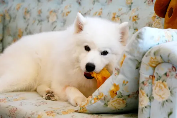 Samoyed çiğneme ikramlar kanepe, köpek sof