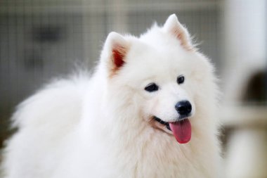 Samoyed köpek gülümseyen portresi. Yumuşak köpek. Beyaz köpek. Mutlu köpek..