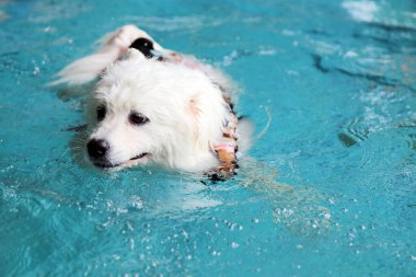 Samoylu köpek yüzme havuzunda oynuyor. Köpek yüzmesi. Yumuşak Köpek, Beyaz Köpek.