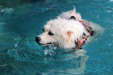 Samoylu köpek yüzme havuzunda oynuyor. Köpek yüzmesi. Yumuşak Köpek, Beyaz Köpek.