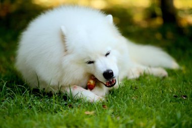 Samoyed köpek yumurtluyor ve çimleri çiğniyor..