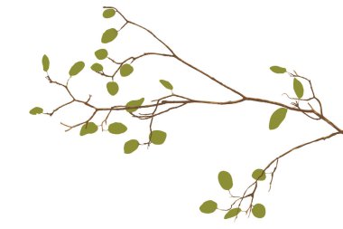 Yeşil yapraklı ağaç dalı beyaz arkaplan grafik resimlerinde izole edilmiş.