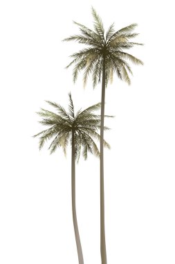 Her iki hindistan cevizi palmiyesi de beyaz arkaplan grafik çiziminde izole.