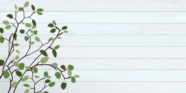 Yeşil yapraklı ağaç dalı beyaz ahşap duvar arkaplan resimlerinde boş alan var.