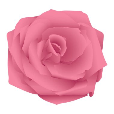 Beyaz arkaplanda izole edilmiş pembe gül resmi.
