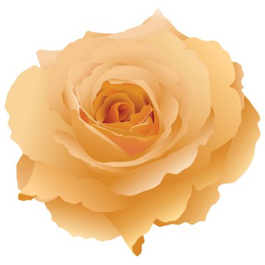 Beyaz arkaplanda izole edilmiş bal Parfüm Gülü resmi.