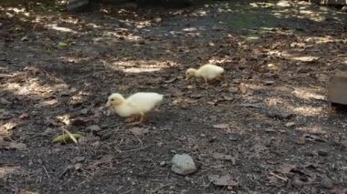 Şirin sarı kazlar, güneşli bir günde lastikten su içmek için düşen yapraklarla çamurda koşar. Güneş ışığı dalları delip geçiyor. Ağaçların gölgesi