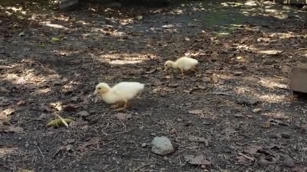 Cute Yellow Goslings Run Dirt Falling Leaves Drink Water Tire — Stock Video