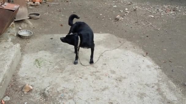 Black Pooch Tied Chain Guards Territory Domestic Mongrel Stands Waving — Stock Video