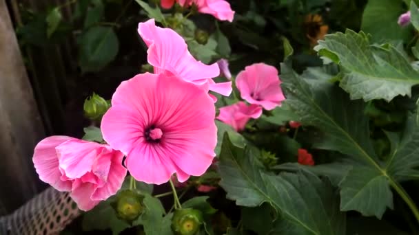 Blooming Pink Alcea Rosea Flower Grows Flowerbed Amazing Flower Waving — Stock Video
