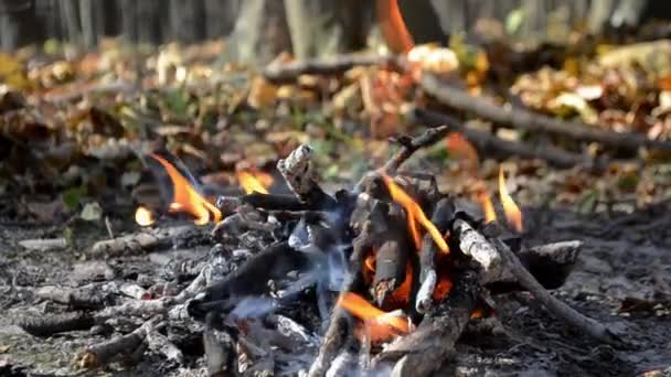 Φωτιά Στο Φθινοπωρινό Δάσος Κάρβουνα Στη Φωτιά Υψηλής Ποιότητας Υλικό — Αρχείο Βίντεο