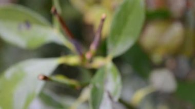 İlkbahar gülü yağmur altında kamera hareketini kapat