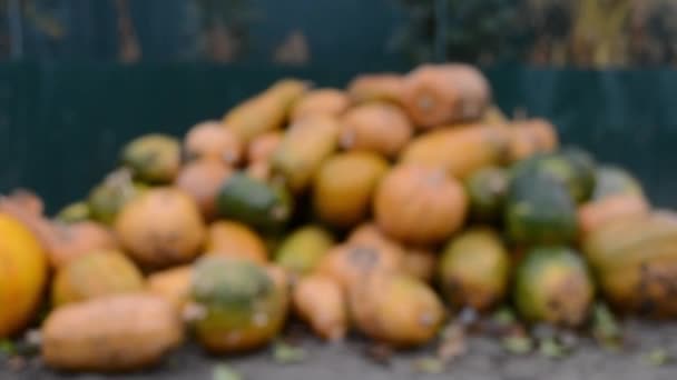 大堆从田里收获的南瓜 照相机的运动 — 图库视频影像