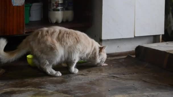 红山猫在家里吃鱼 — 图库视频影像