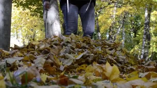 Dziewczyna Rozprasza Spadł Jesienią Liście Jej Nogi Aparacie — Wideo stockowe