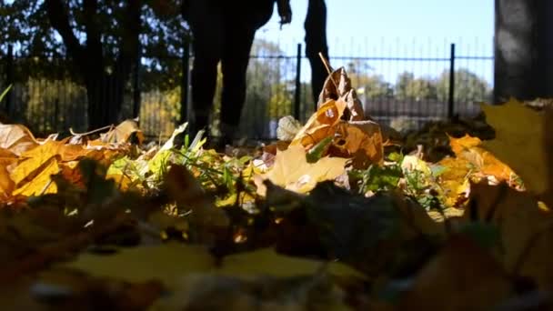 Samica Nogi Przejść Przez Jesienny Las Rozrzucając Liście Ramce — Wideo stockowe