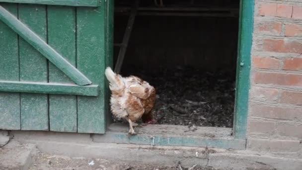 红母鸡进鸡舍 — 图库视频影像