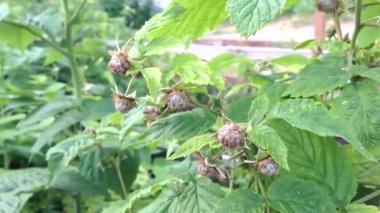 green raspberries ripen on bush in vegetable garden in summer