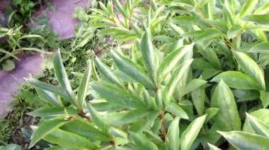 Rüzgarda sallanan yeşil şakayık yaprakları. Bir yaz akşamı rüzgarda sallanan şakayık bir çalı..