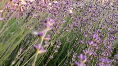 Lavanta çiçeklerinden oluşan büyük bir çiçek tarhı manzarası. Mor bir bitkinin güneş ışınları. Rahat ol. Aromaterapi. Çiçekler arasında kamera kabloları.