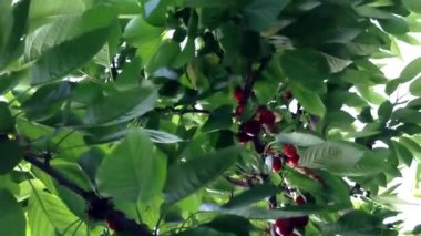 ripe cherries hang on tree and are blown by wind