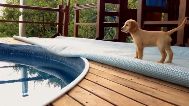Cute Spaniel Puppy Listens Sounds Water — Stock video