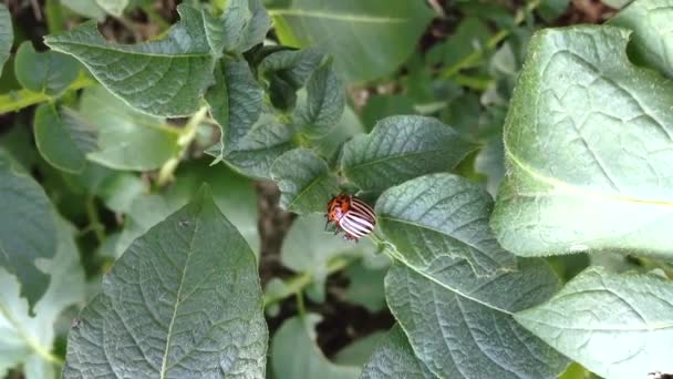 Colorado Potato Beetle Sits Green Potato Bush Summer — Video