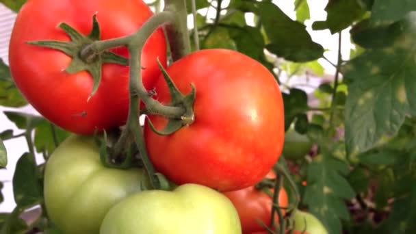Pomidory Zawieszone Pęczkach Gałęzi Szklarni Dojrzałe Zielone Pomidory Latem Kamera — Wideo stockowe