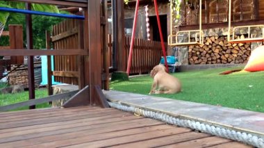 Şirin cocker spaniel köpek pirelerden karnı kaşınıyor