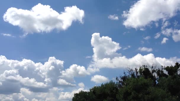 Modrá Letní Obloha Bílou Plovoucí Mraky Pozadí Stromů — Stock video