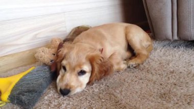 Şirin cocker spaniel puppy oyuncakla halıda uyumaya çalışıyor.