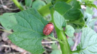 Colorado patates böceği larvası patatesleri yer.