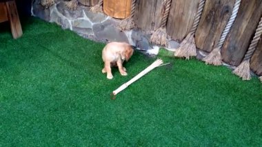 Cocker Spaniel 'in genç bir gösterisi. Çimenlerde bir böcek bulmuş ve onu çiğniyor..