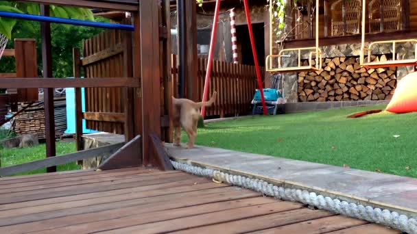 Puppy Verkent Nieuw Terrein Tuin — Stockvideo
