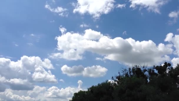 나무의 배경에 대하여 여름에 하늘에 구름의 Timelapse — 비디오