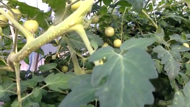 Zielone Pomidory Wiśniowe Dojrzewają Szklarni Dojrzałe Pomidory Latem Okablowanie Kamery — Wideo stockowe