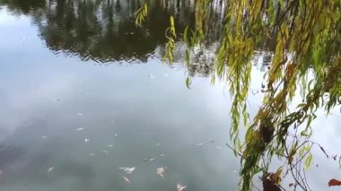 Söğüt ağacının dalları ve sarı yapraklar suyun üzerinde asılı.