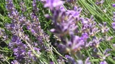 Çiçek açan lavanta çalıları boyunca kamera hareketi. Çiçek çalılıklarında, arılar nektar toplar.