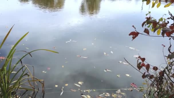 秋天树叶的水波 秋天来临的概念 — 图库视频影像
