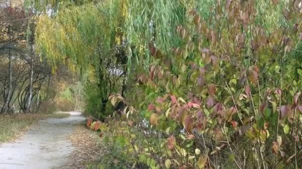 Camino Parque Otoño Con Arbustos Amarillos Concepto Llegada Del Otoño — Vídeos de Stock