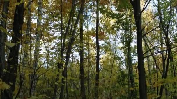 Movimiento Cámara Largo Árboles Otoñales Bosque — Vídeos de Stock