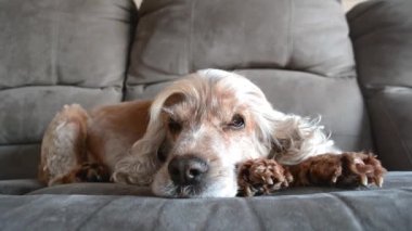 Yüksek kaliteli bir kanepede dinlenen yetişkin bir Spaniel 'in sakin videosu.