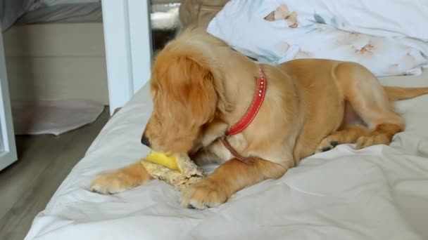 사랑스러운 비디오 침대에서 스파니엘 강아지의 고품질 비디오 — 비디오