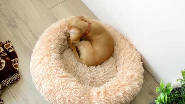 Cocker Spaniel Filhote Cachorro Está Jogando Seu Sofá Alta Qualidade — Vídeo de Stock