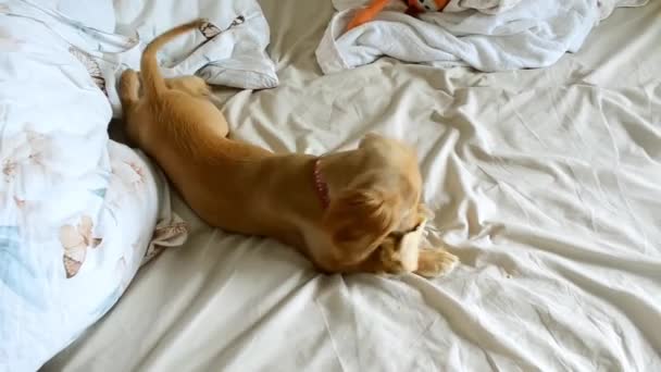 Puppy Spelen Met Bone Top View Video Van Hoge Kwaliteit — Stockvideo