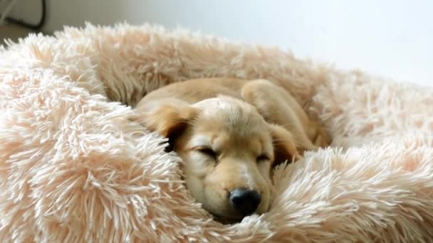 这只红色的小狗在做梦 他睡在沙发上 睡在高质量的视频里 — 图库视频影像