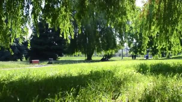 Ukrayna Vinnytsia Haziran 2021 Park Bisikletçilerinin Yanından Geçen Rüzgârda Ağaç — Stok video