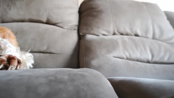 在沙发上享受闲暇时光的西班牙成年犬 宁静的放松捕捉了高质量的视频 — 图库视频影像